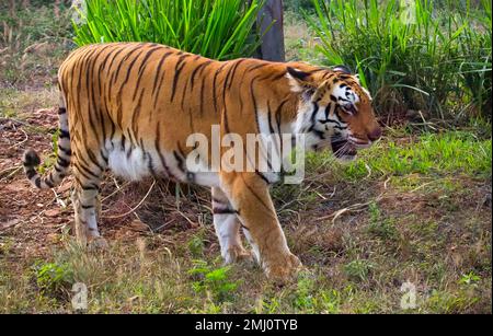 Bengalischer Tiger im dichten Wald von Bannerghatta in Karnataka, Indien Stockfoto