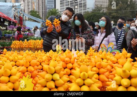 Shopper stöbern einen Tag vor dem Mondneujahr im Victoria Park in Causeway Bay auf der Lunar Silvester Flower Fair durch eine Auswahl an Nippelfrüchten. JAN23 SCMP/Yik Yeung-man Stockfoto