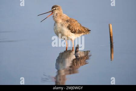 Gewöhnlicher Rotschenker, der in einem Waldsumpf nach Fischen sucht Stockfoto