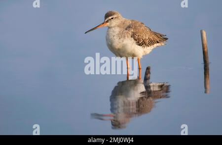 Gewöhnlicher Rotschenker, der in einem Waldsumpf nach Fischen sucht Stockfoto