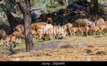 Indische Fleckhirsche weiden im National Forest in Bannerghatta, Karnataka, Indien. Stockfoto