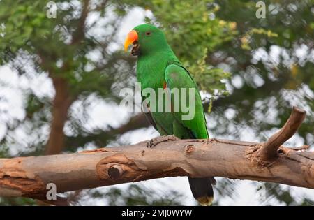 Grüner Papageienvogel auf einem Ast im Bannerghatta-Wald in Indien. Stockfoto