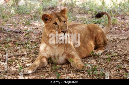 Indische Löwin aus nächster Nähe, ruht im Bannerghatta National Forest in Karnataka, Indien Stockfoto