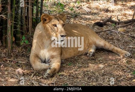 Indische Löwin aus nächster Nähe, ruht im Bannerghatta National Forest in Karnataka, Indien Stockfoto