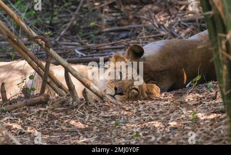 Indische Löwin macht ein Mittagsschlaf im Schatten des Bannerghatta Forest in Karnataka, Indien. Stockfoto