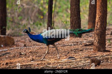 Indischer Pfauenvogel weidet in der Wildnis im Bannerghatta National Forest Stockfoto