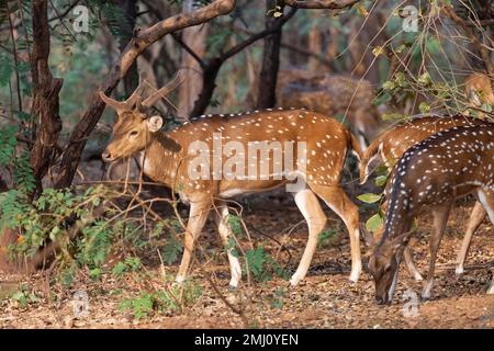 Indische Fleckhirsche weiden im National Forest in Bannerghatta, Karnataka, Indien. Stockfoto