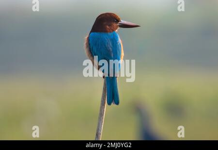 Ein weißkehliger Eisvogel, der auf einem Bambusstock aus nächster Nähe thront Stockfoto