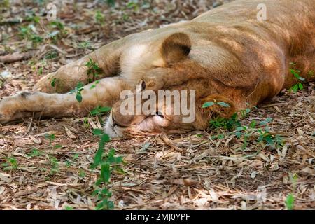 Indische Löwin macht ein Mittagsschlaf im Schatten des Bannerghatta Forest in Karnataka, Indien. Stockfoto