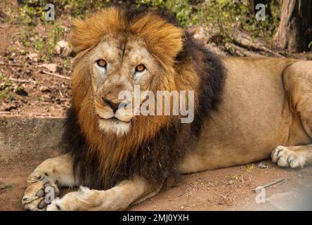 Indischer Löwe aus nächster Nähe, entdeckt im Bannerghatta Wald in Karnataka, Indien Stockfoto