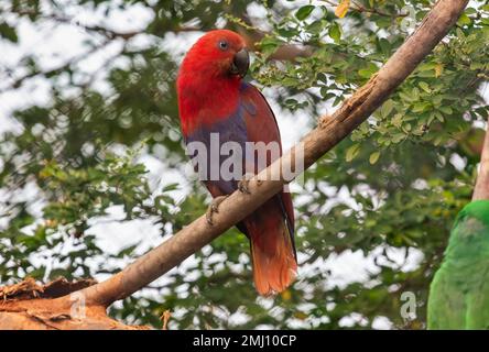 Red Eclectus Parrot thront auf einem Zweig eines Baumes im indischen Wildreservat. Stockfoto