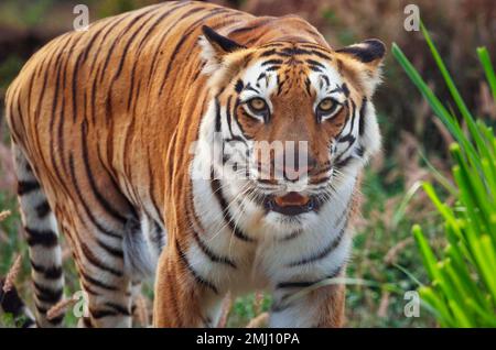 Bengalischer Tiger im dichten Wald von Bannerghatta in Karnataka, Indien Stockfoto
