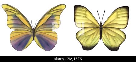 Wunderschöne gelbe Schmetterlinge. Handgezeichnete Aquarelldarstellung isoliert auf weißem Hintergrund. Kann für Karten, Poster, Aufkleber, Sammelalben verwendet werden. Stockfoto