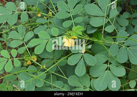 Blick auf eine Cassia Tora-Pflanze (Senna Tora) mit gelben Blumen und Samenkapseln Stockfoto