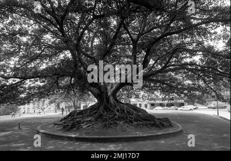 Ombu Tree in der Innenstadt von Buenos Aires, Argentinien Stockfoto