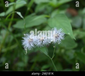 Nahaufnahme von drei Saatgutgruppen einer Löwenzahnpflanze in freier Wildbahn Stockfoto