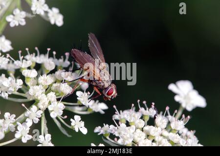 Tachinidfliege (Tachinidae sp.). Parasitoide anderer Insekten. Die Larven bekämpfen Pflanzenschädlinge. Eine Fliege auf einer Blume. Stockfoto