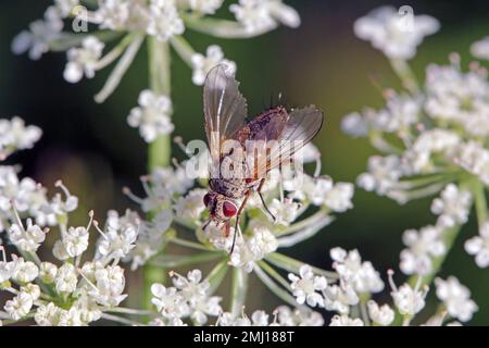 Tachinidfliege (Tachinidae sp.). Parasitoide anderer Insekten. Die Larven bekämpfen Pflanzenschädlinge. Eine Fliege auf einer Blume. Stockfoto