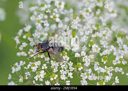 Tachinidfliege (Tachinidae sp.). Parasitoide anderer Insekten. Die Larven bekämpfen Pflanzenschädlinge. Eine Fliege auf einer Blume. Stockfoto