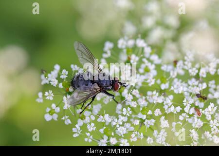 Tachinidfliege (Tachinidae sp.). Parasitoide anderer Insekten. Die Larven bekämpfen Pflanzenschädlinge. Eine Fliege auf einer Blume. Stockfoto