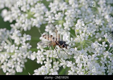 Tachinidfliege (Tachinidae sp.). Parasitoide anderer Insekten. Die Larven bekämpfen Pflanzenschädlinge. Eine Fliege auf einer Blume. Stockfoto