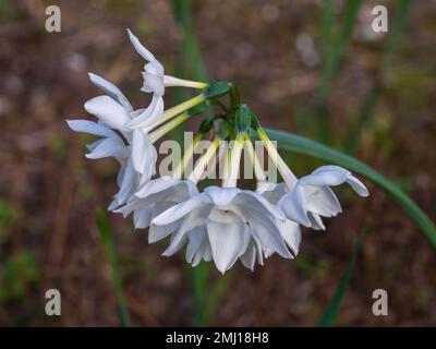 Nahaufnahme einer Gruppe weißer Blüten von Narzissen papyraceus alias paperwhite, die im Wintergarten blühen Stockfoto