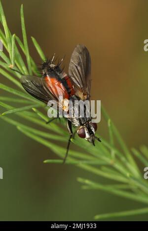 Tachinidfliege (Tachinidae sp.). Parasitoide anderer Insekten. Die Larven bekämpfen Pflanzenschädlinge. Stockfoto