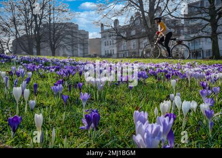 Das Foto zeigt lila und weiße Quellkrokusse, die auf der Stray in Harrogate, North Yorkshire, Großbritannien, wachsen, mit einem Radfahrer in der Nähe. Stockfoto