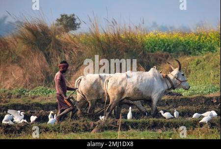 Indischer Farmer pflügt ein Ackerfeld mit einem Paar Farren in einem Dorf in Hampi, Karnataka, vom 8. Januar 2023 Stockfoto