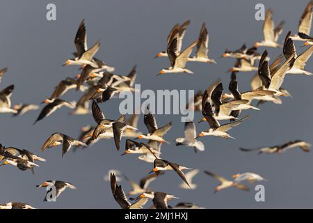 Ein schwarzer Schwarm (Rynchops niger) im Flug an der Küste. Stockfoto