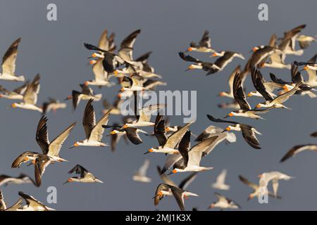 Ein schwarzer Schwarm (Rynchops niger) im Flug an der Küste. Stockfoto