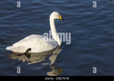 Keuchschwan Cygnus cygnus Schwarzer und gelber Schirm mit gelbem Teil, der sich über die Nasenlöcher erstreckt langer, aufrechter Hals weiße Gefieder, schwarze Beine und Füße mit Webbett Stockfoto