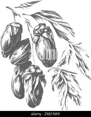 nk gezeichnete Datteln mit Blättern. Reife Früchte hängen an den Ästen. Randdesign mit Dattelpalmenblättern und reife Früchte Skizzenvektordarstellung isoliert Stock Vektor