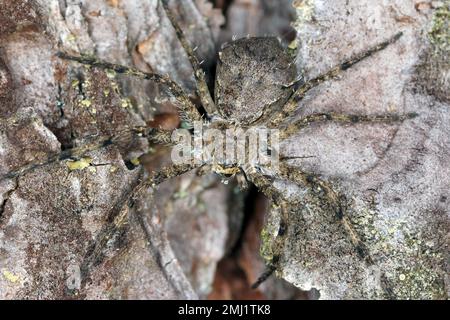 Eine Waldspinne Philodromus Margaritatus auf dem Holz eines Baumes. Ein Raubtier, das andere kleine wirbellose Tiere ausbeutet. Stockfoto