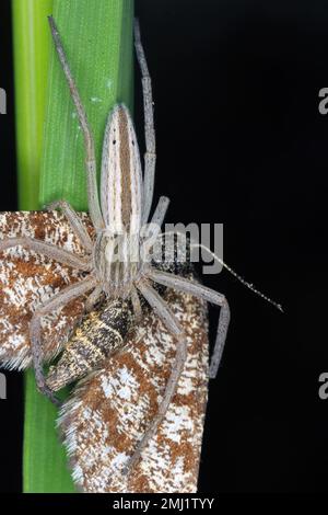 Insekten, Motten, Beute, gefangen von Spinne im Netz im Garten Stockfoto