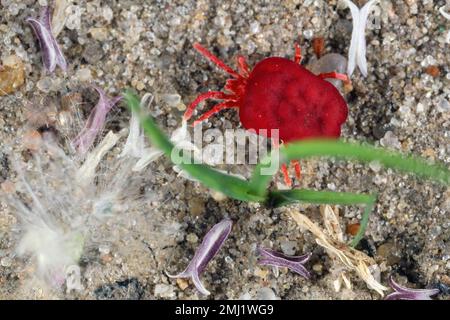 Red Velvet Mite oder Rain Bug (Trombidiidae) auf dem Boden. Stockfoto