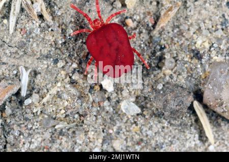 Red Velvet Mite oder Rain Bug (Trombidiidae) auf dem Boden. Stockfoto