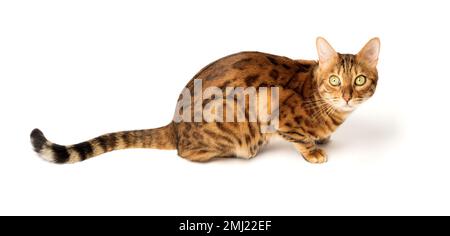 Bengal Katze auf weißem Hintergrund sitzt seitlich, schaut zur Seite. Stockfoto