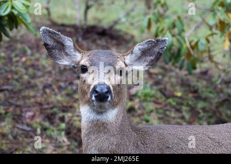 Nahaufnahme eines Hirsches in Eugene, Oregon. Stockfoto