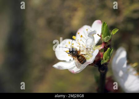 Early Mining Bee Andrena sp., wilde Biene, die Aprikosen bestäubt, im Frühlingsgarten. Wildbiene, die Nektar-Pollen-Honig in Aprikosenbaumschrot sammelt Stockfoto