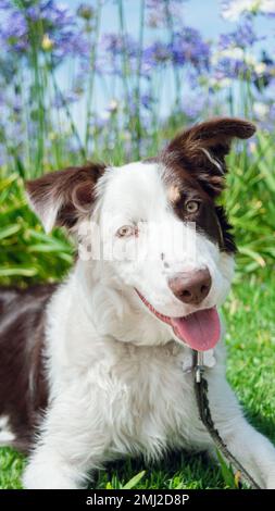 Vertikales Porträt eines wunderschönen Collie Hündchens mit weißem und braunem Fell, der mit ausgezogener Zunge auf die Kamera schaut, auf dem Gras liegt und dabei spielt Stockfoto