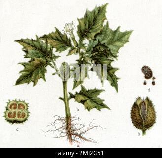 Pimsonweed Datura stramonium, (Gesundheitsbuch, 1920), Stechapfel Stockfoto