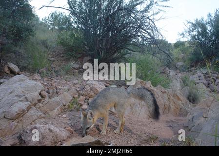 Grey Fox, Chupadera Mountains, New Mexico, USA. Stockfoto