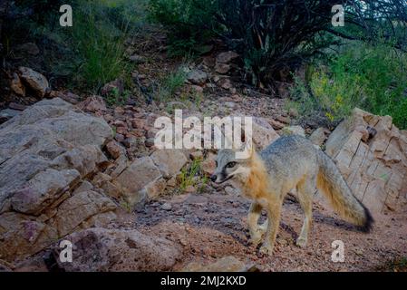 Grey Fox, Chupadera Mountains, New Mexico, USA. Stockfoto