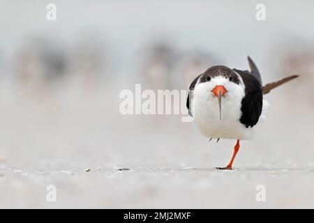 Ein amerikanischer schwarzer Skimmer (Rynchops niger), der sich am Strand ausruht und putzt. Stockfoto