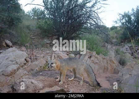 Grey Fox, Chupadera Mountains, New Mexico, USA. Stockfoto