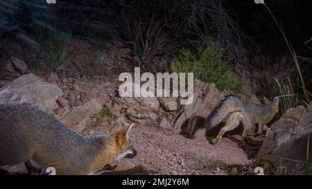 Grey Fox, Chupadera Mountains, New Mexico, USA. Stockfoto