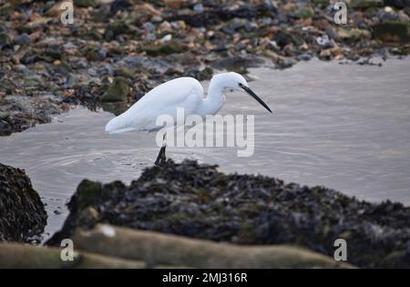 Kleine Reiher (Egretta garzetta), die bei Ebbe in den Küstenstrom speisen Stockfoto