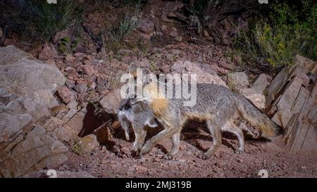 Grey Fox, Chupadera Mountains, New Mexico, USA. Stockfoto