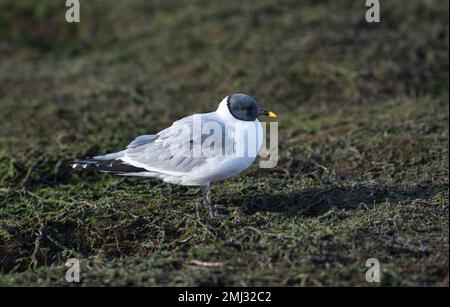 Sabines Möwe (Xema sabini) auf Küstenschlammflächen bei Ebbe Stockfoto